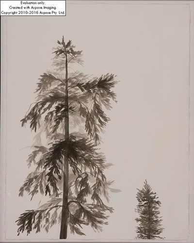 In the Forest 2 by Cate Brigden
