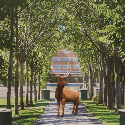 Park Elk by Leslie Dixon