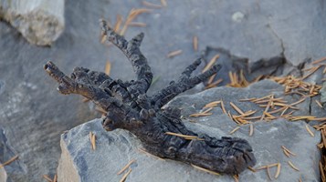 MEDICINE WHEEN BY MARIANNE KONVALINKA AND LYNN FRALEY IMAGE 3