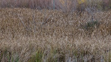 HABATAT BY MARK BALTES IMAGE 3