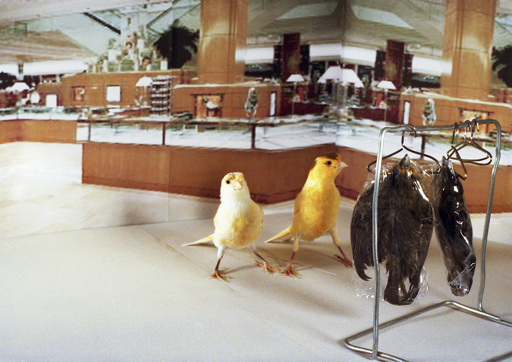 BIRDS IN A DEPARTMENT STORE IMAGE