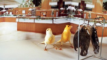 BIRDS IN A DEPARTMENT STORE IMAGE