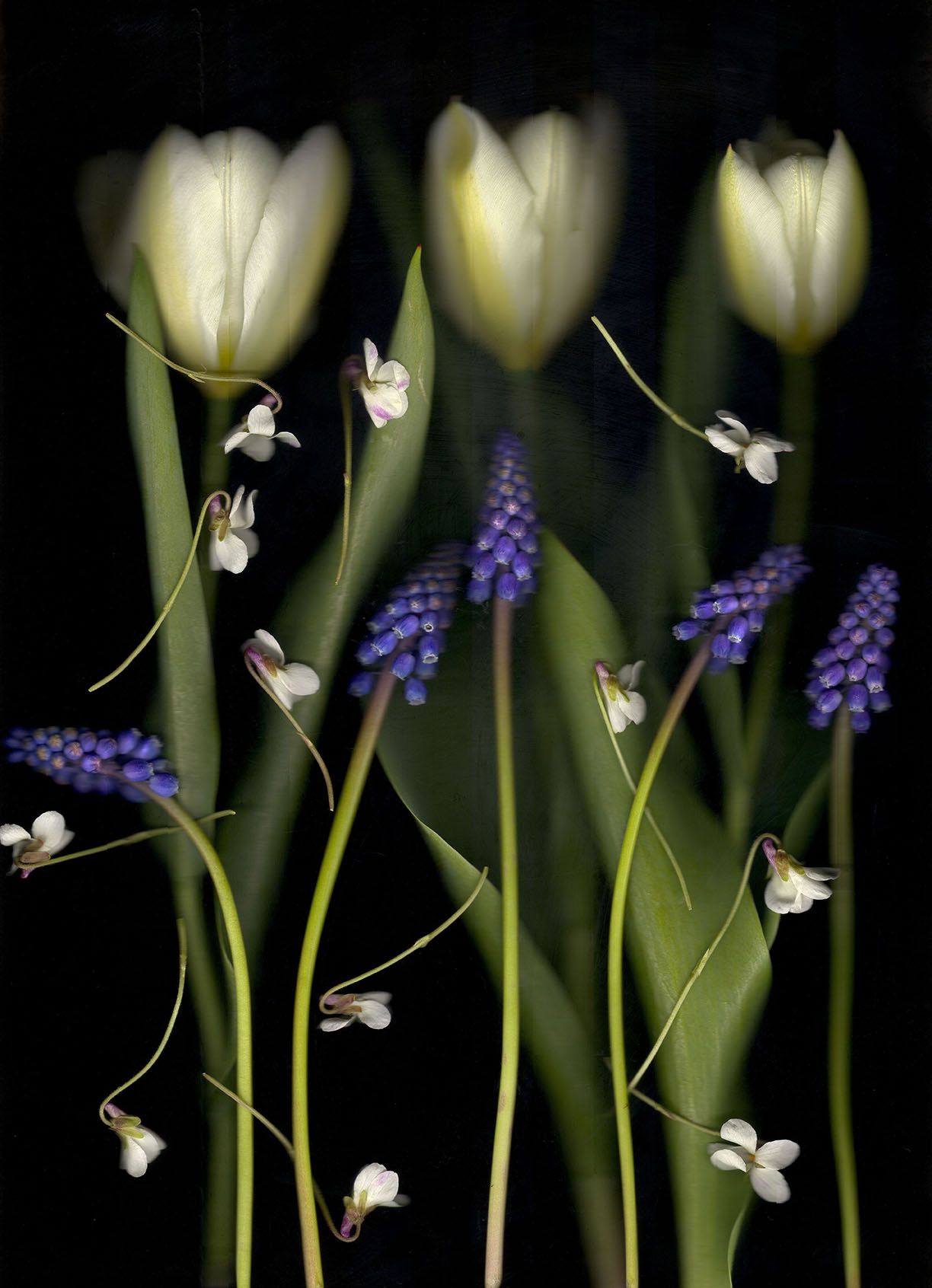 RAINING VIOLETS