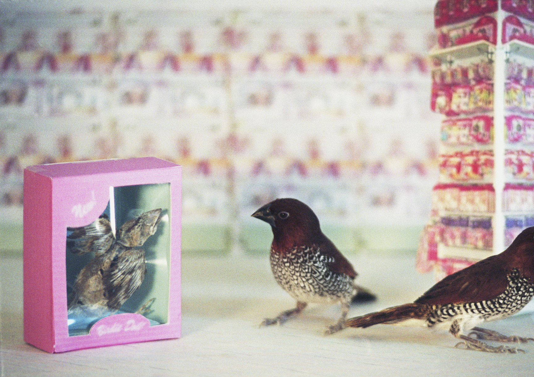 BIRDS AND STORE PACKAGING IMAGE