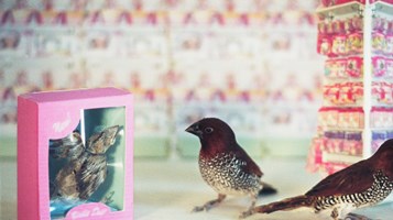 BIRDS AND STORE PACKAGING IMAGE